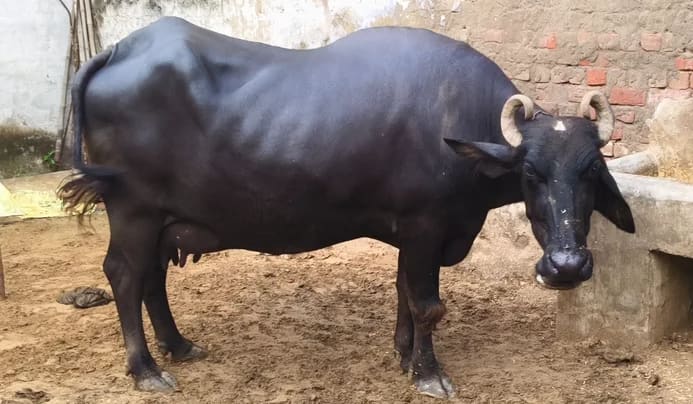 Murrah Buffalo M4712 in  HARYANA