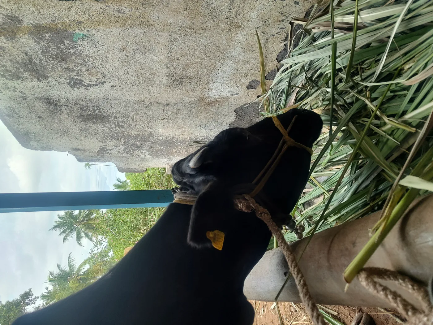 Kapila Heifer Cow K0241 in  KARNATAKA
