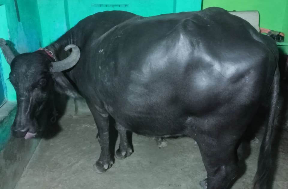Baffalo Buffalo O0804 in  MADHYA PRADESH