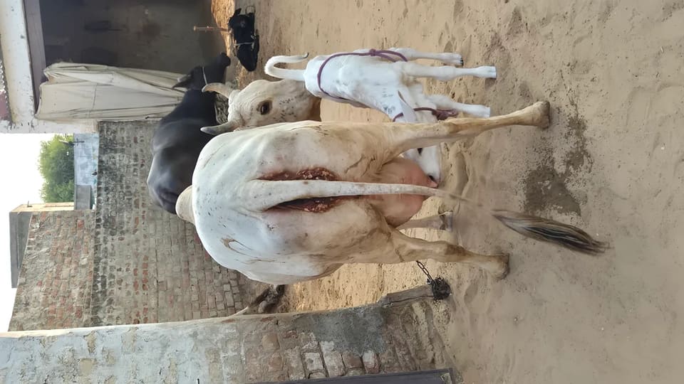 Others Cow in  RAJASTHAN