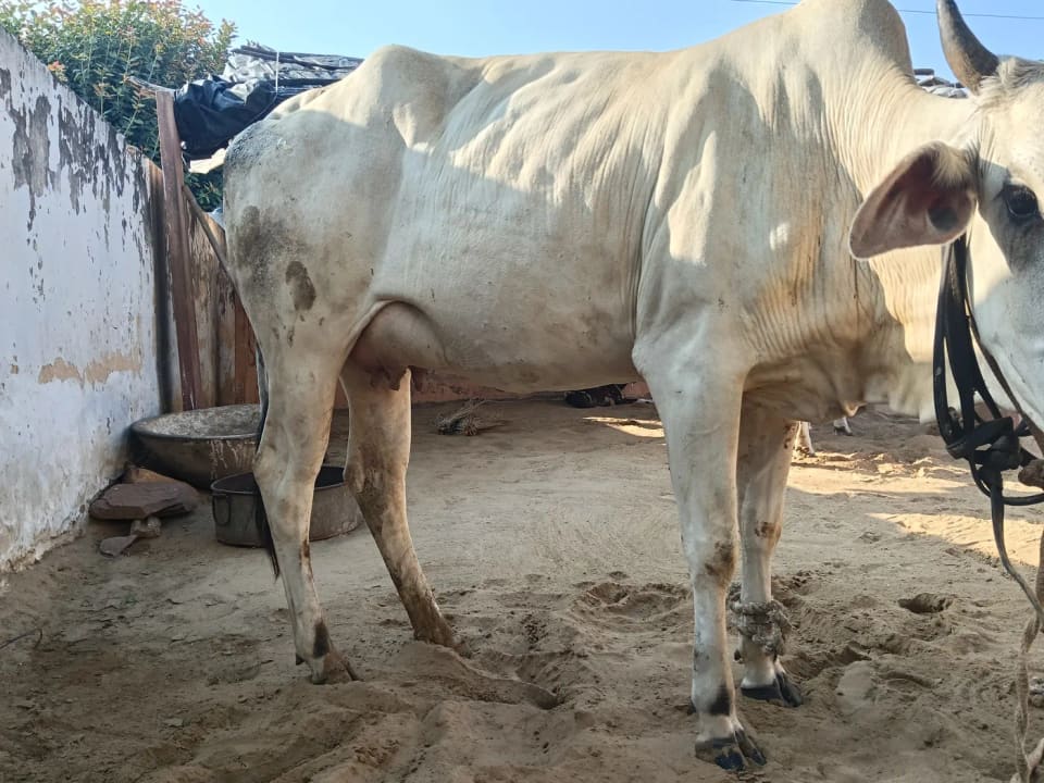 Desi gaay Cow O0524 in  RAJASTHAN