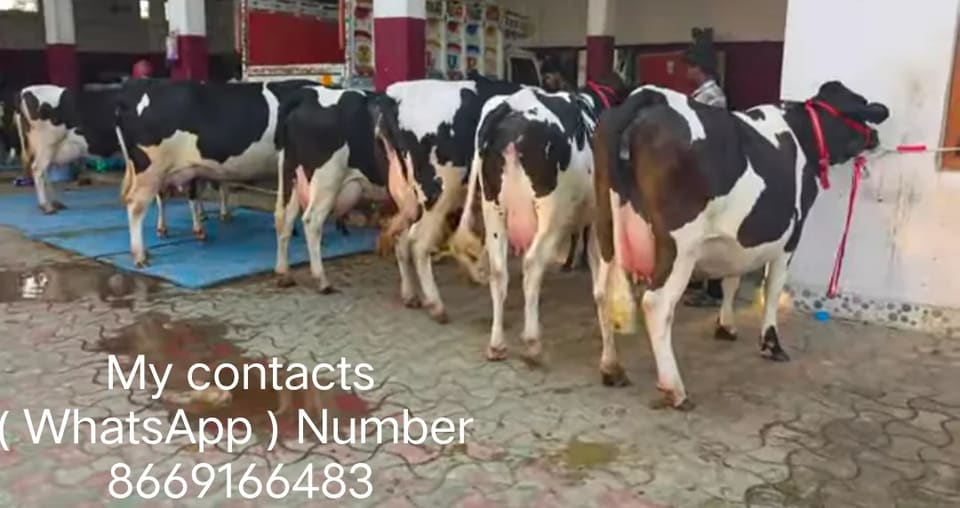 HF Cow H3253 in  MAHARASHTRA