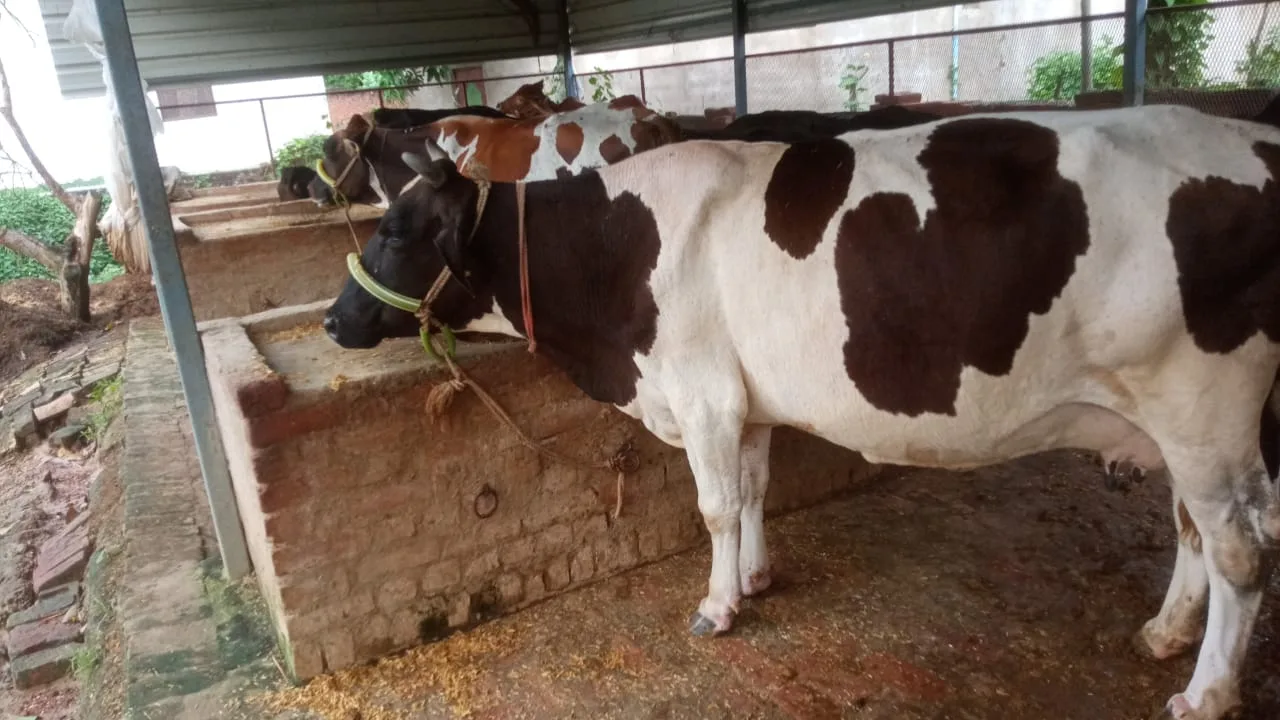 HF Cow H3102 in  UTTAR PRADESH