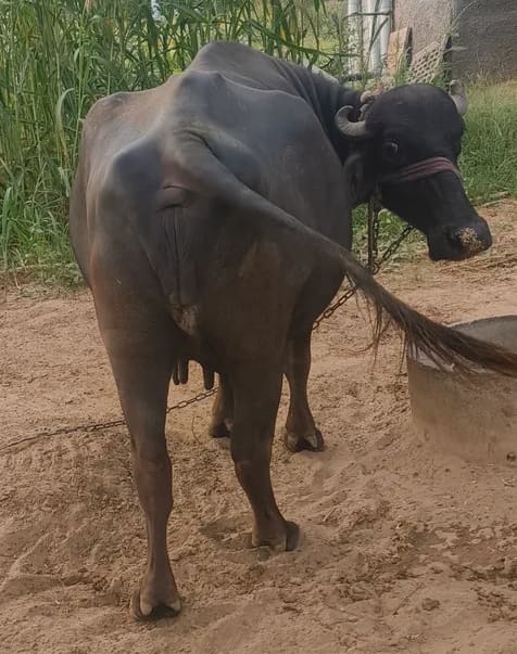 Others Buffalo in  RAJASTHAN