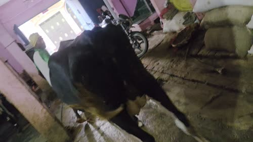 HF Cow H3403 in  BIHAR
