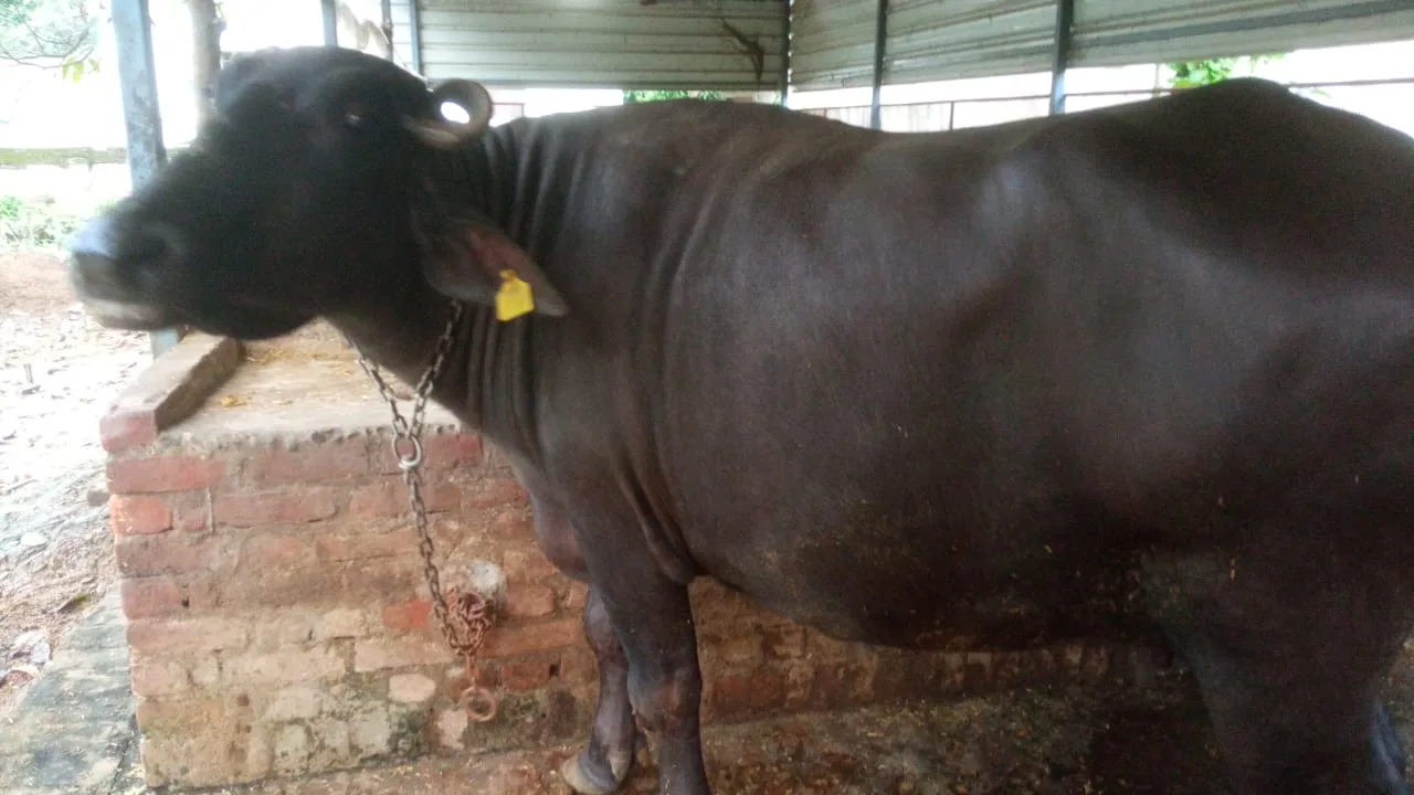 Murrah Buffalo in  UTTAR PRADESH