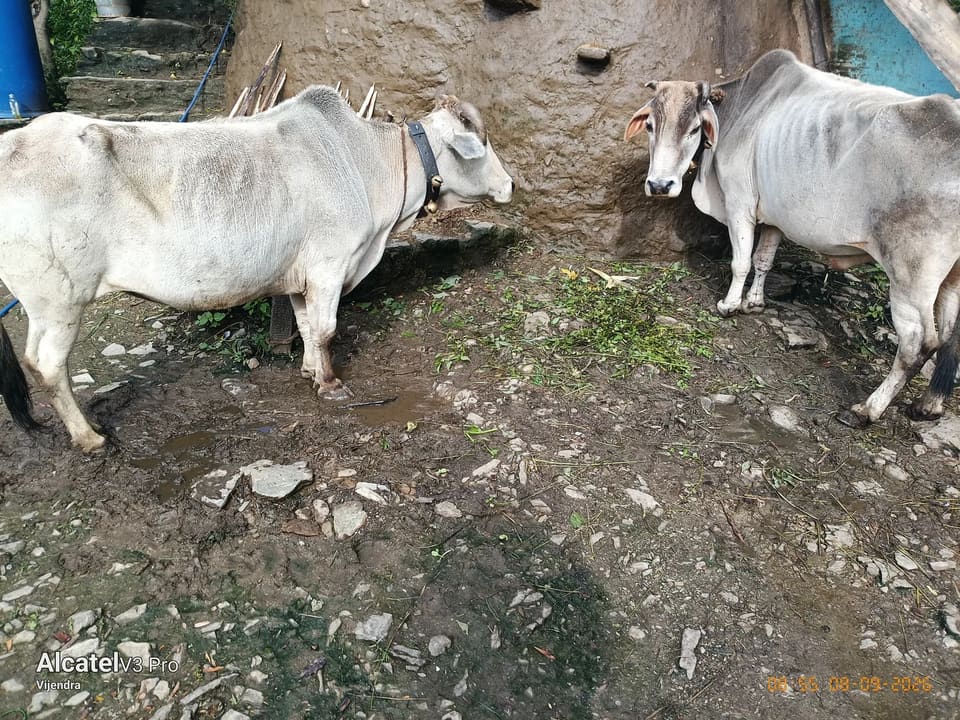 देसी बैल O0876 in  UTTARAKHAND