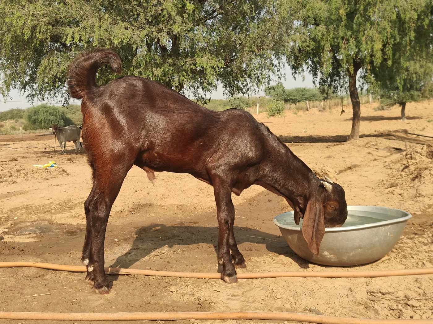 Sirohi Goat S0586 in  RAJASTHAN
