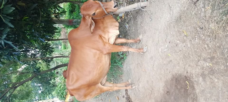 Banni  Buffalo in  UTTAR PRADESH