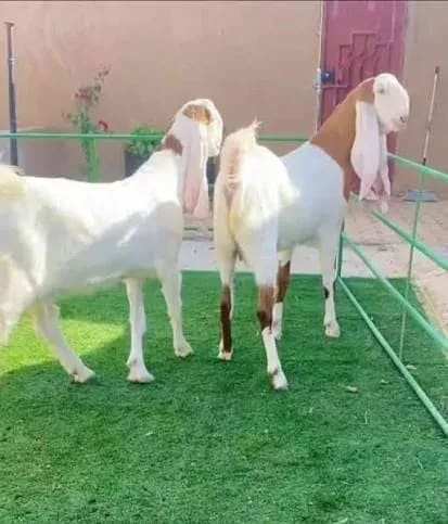 Sojat Goat S0338 in    MADHYA PRADESH