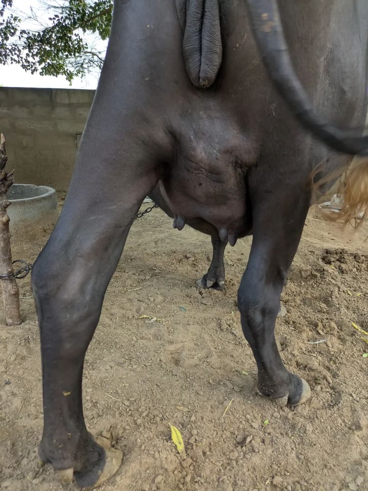 Others Buffalo in  RAJASTHAN