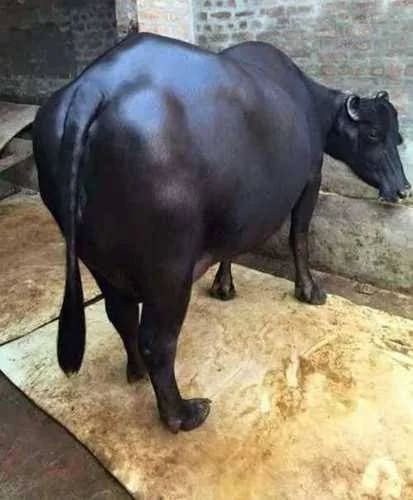 Others Buffalo in  UTTAR PRADESH