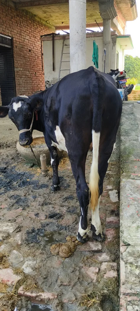 HF Cow in  UTTAR PRADESH