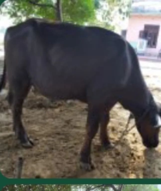 Others Buffalo in HARYANA