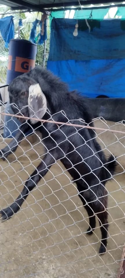Others Goat in  MAHARASHTRA