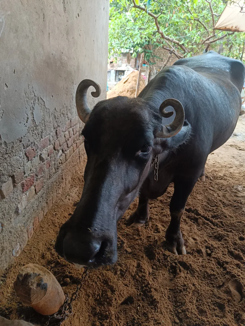 Others Buffalo in  RAJASTHAN