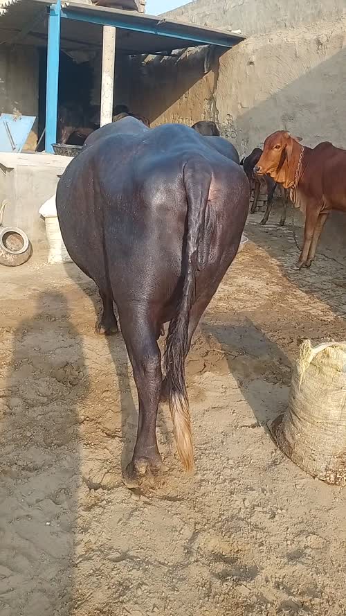 Murrah Buffalo M5406 in  RAJASTHAN