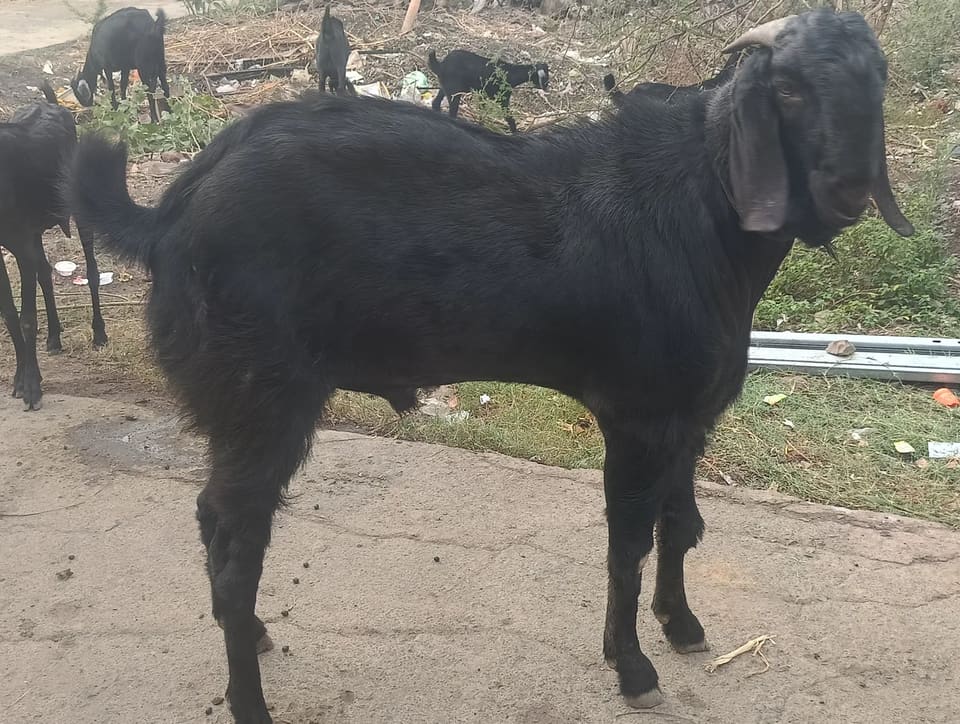 Beetal Goat B0515 in  MAHARASHTRA