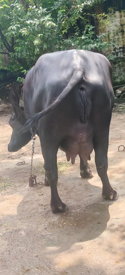 Murrah Buffalo in  UTTAR PRADESH