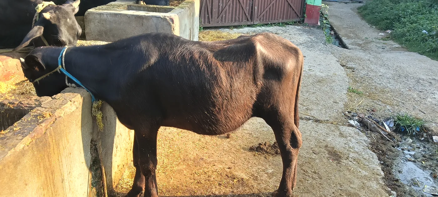 Desi Buffalo O0686 in  BIHAR