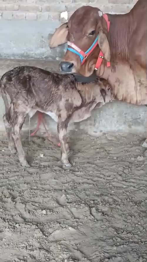 Gir Cow G2185 in  UTTAR PRADESH