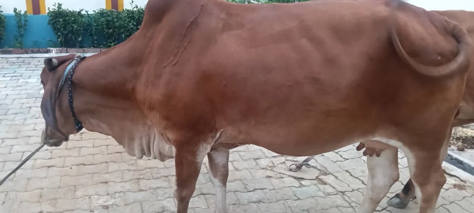 Gir Cow G2100 in  UTTAR PRADESH