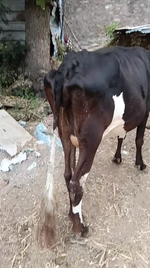 HF Cow H3406 in  RAJASTHAN