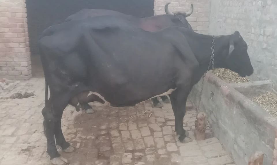 HF Cow H3263 in  RAJASTHAN