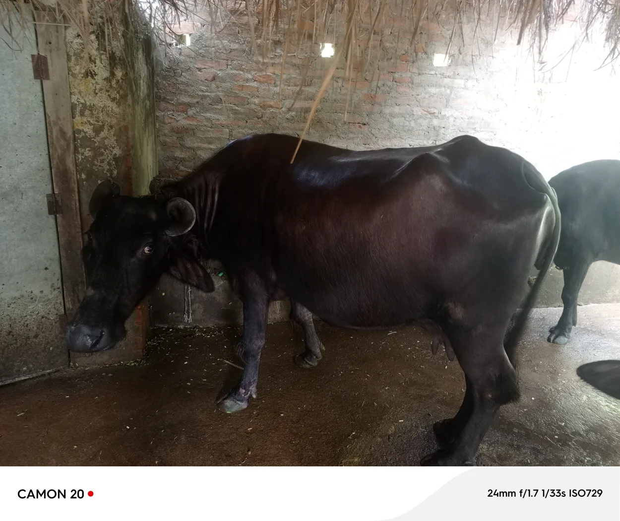 मुर्रा Heifer Buffalo O0671 in  UTTAR PRADESH