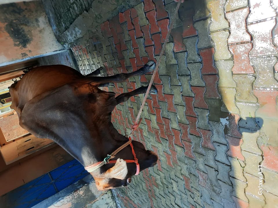 Jersey Cow in  UTTAR PRADESH