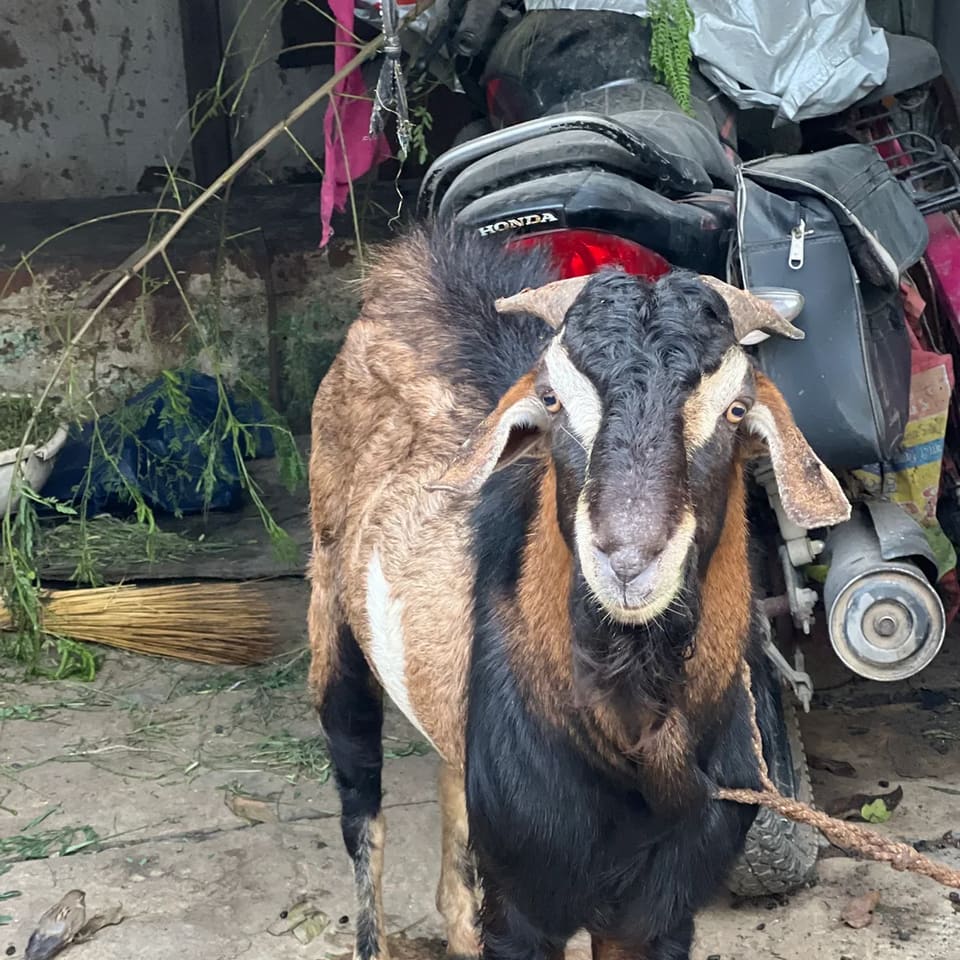 Others Goat in  CHHATTISGARH