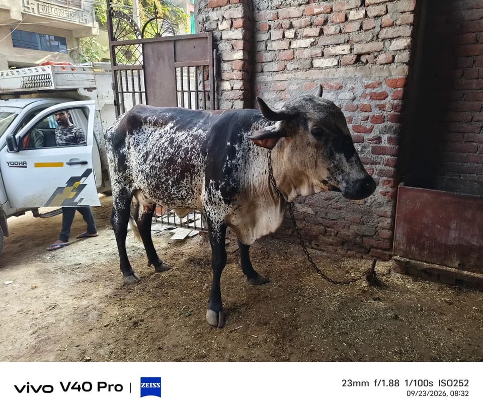 HF Cow in  RAJASTHAN