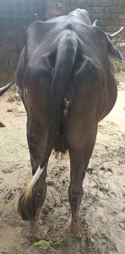 Sahiwal Cow in  UTTAR PRADESH