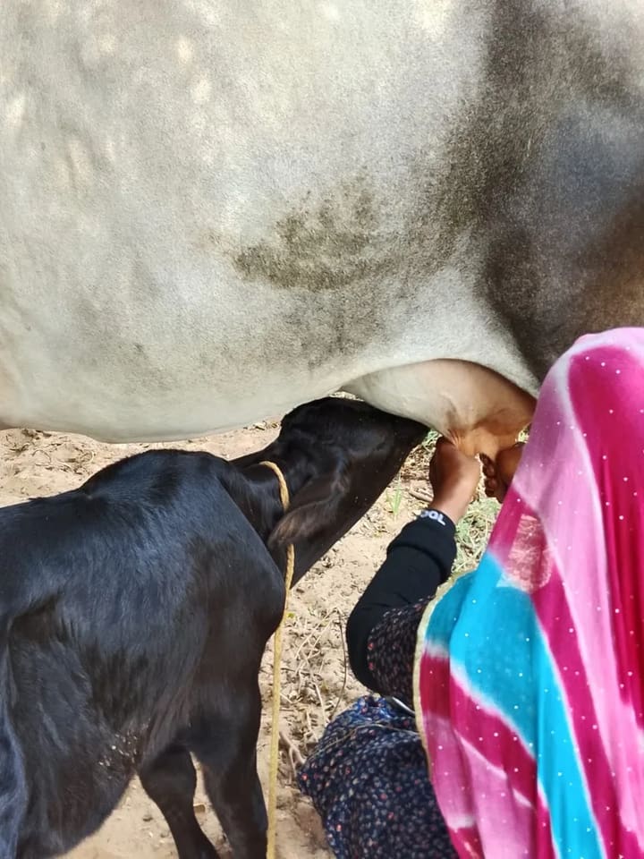 Kankrej Cow in  RAJASTHAN