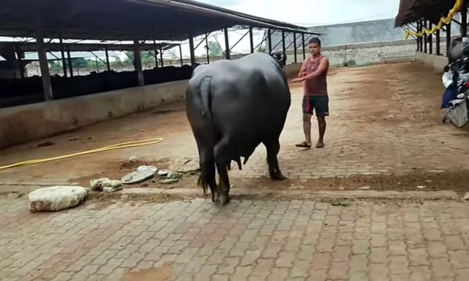 Murrah Buffalo in  MAHARASHTRA