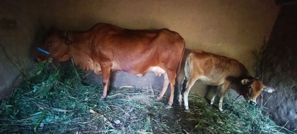 Sahiwal Cow in  HIMACHAL PRADESH