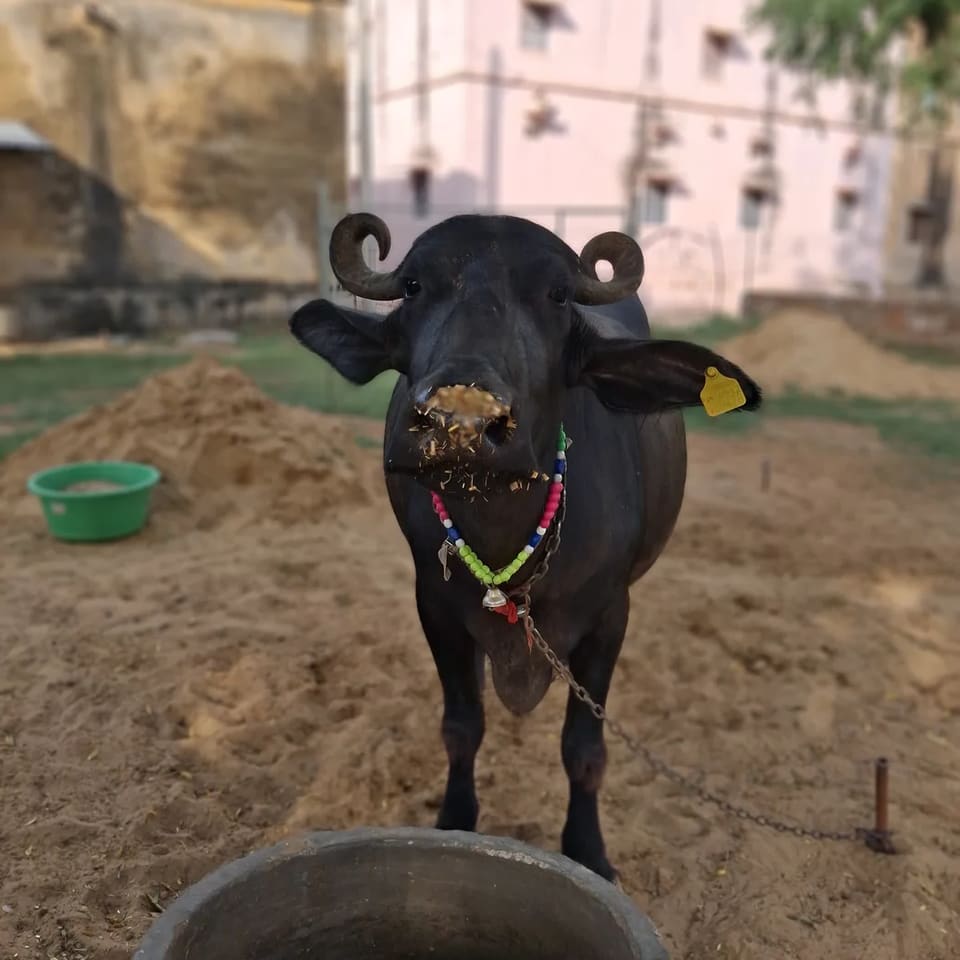 Murrah Buffalo in  RAJASTHAN