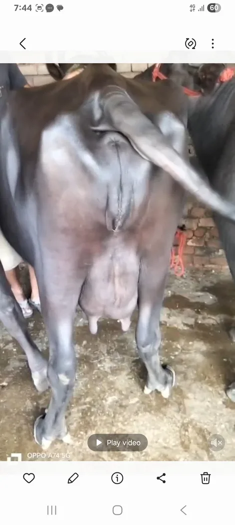 Others Buffalo in  UTTAR PRADESH