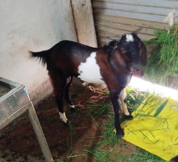 Malabari Goat in  MADHYA PRADESH
