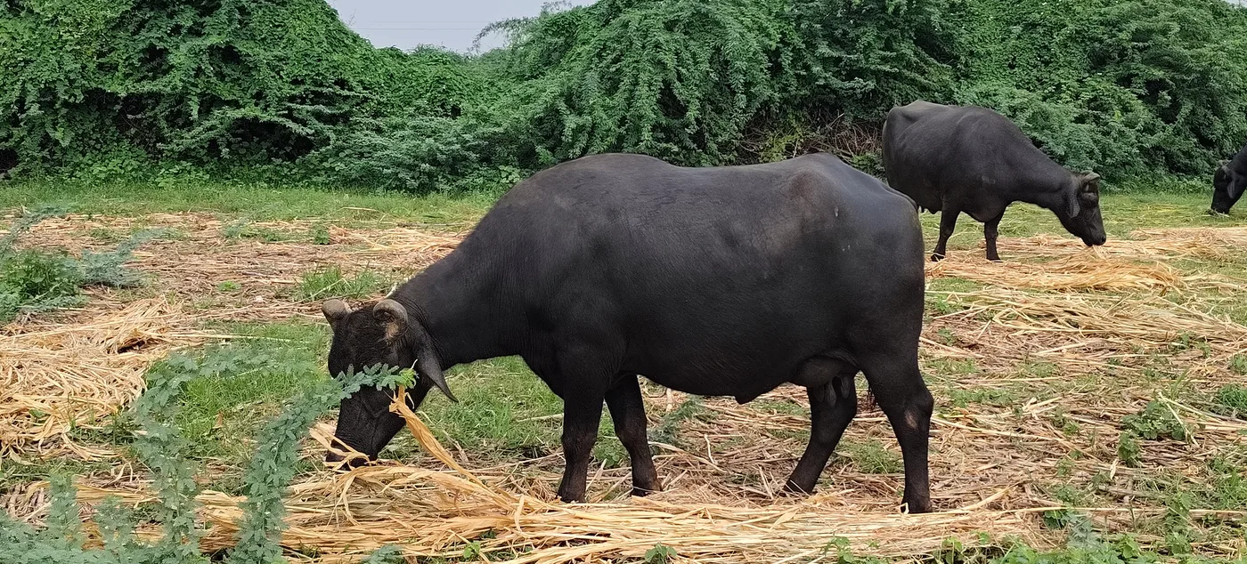 Others Buffalo in  GUJARAT