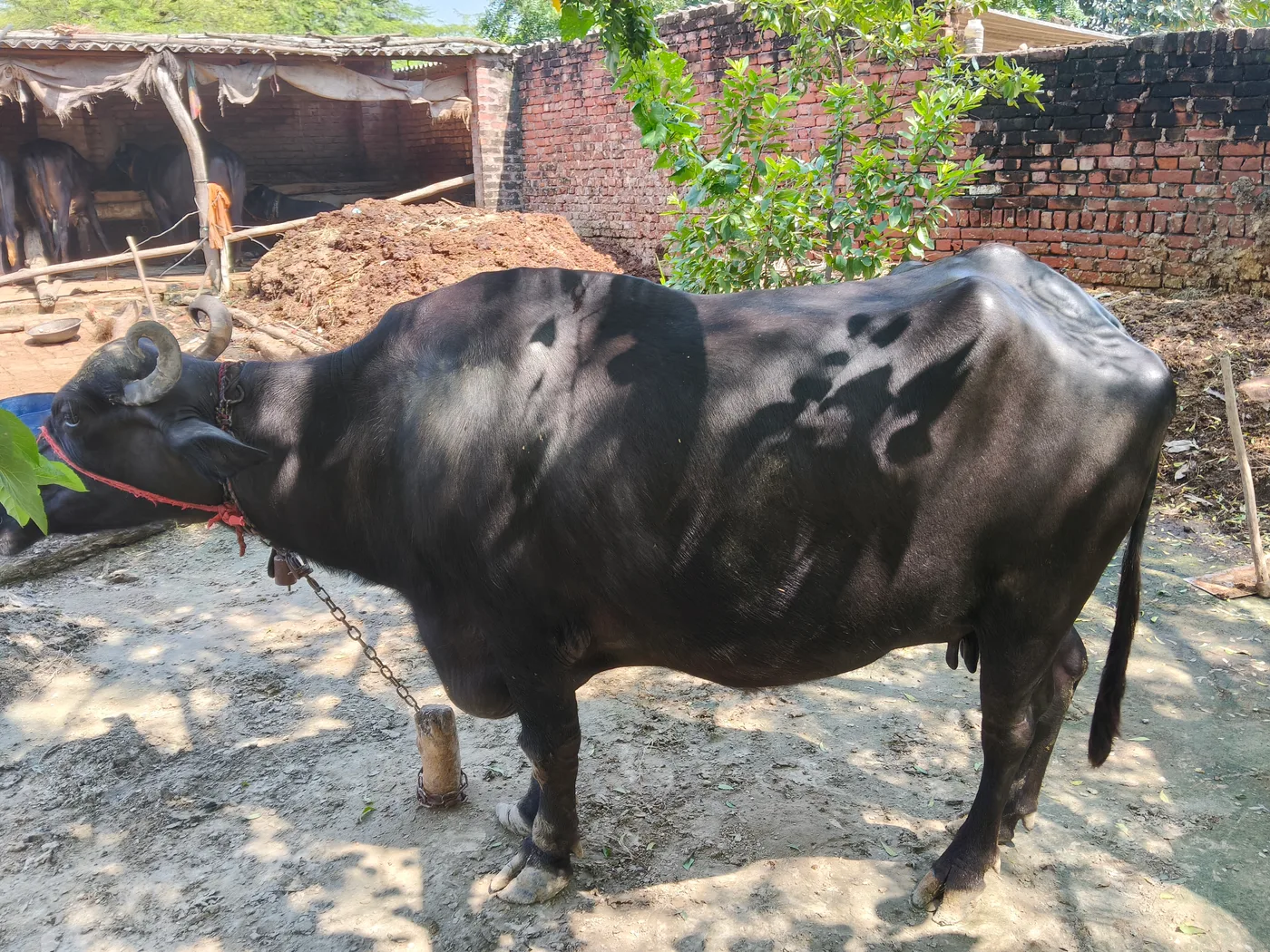 Murrah Buffalo in  UTTAR PRADESH