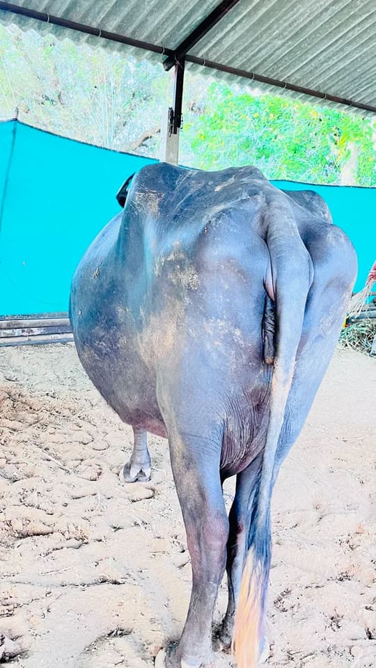 Jafarabadi Buffalo in  RAJASTHAN