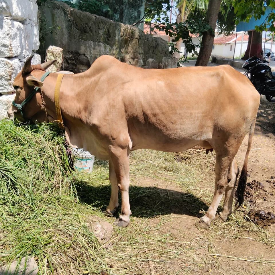 . Cow O0570 in  TELANGANA