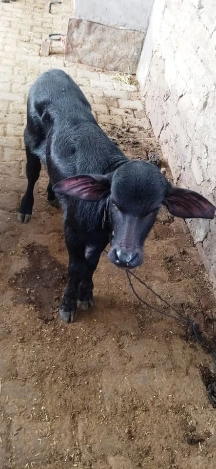 Murrah Buffalo in  RAJASTHAN