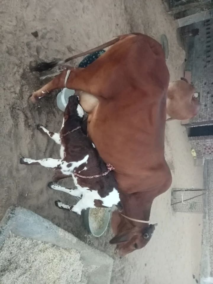 Rathi Cow R0529 in  RAJASTHAN