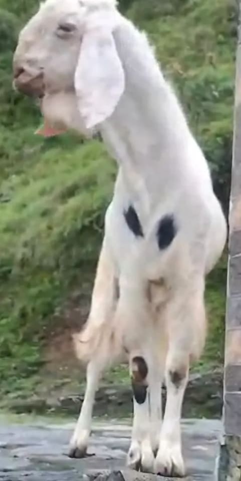 Sojat Goat in  UTTARAKHAND