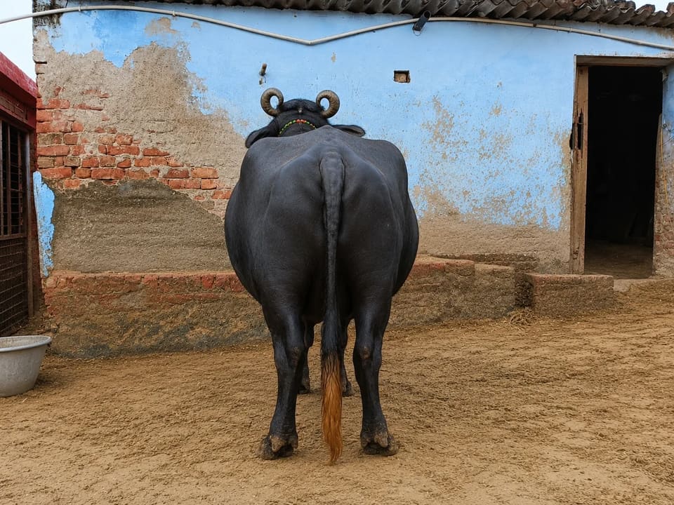 Murrah Buffalo in  RAJASTHAN