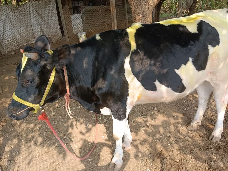 HF Cow H3321 in  MAHARASHTRA