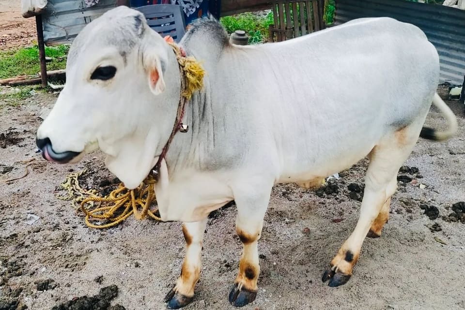 Punganur  Cow P0216 in  TELANGANA