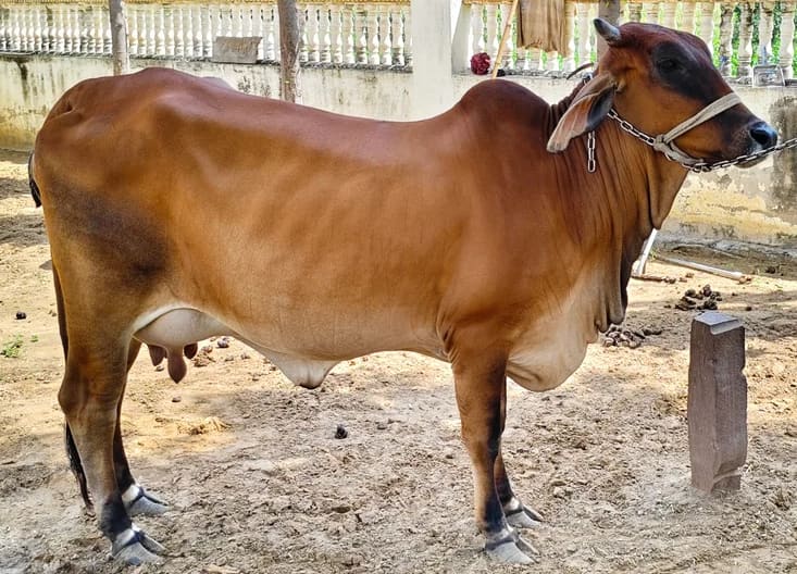 Sahiwal Cow S1908 in  RAJASTHAN